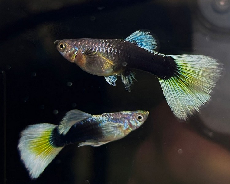 Delta Gold Guppy Pairs - 3cm